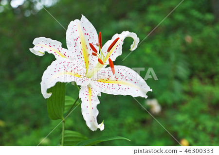 White lily flower White lily flower 46300333