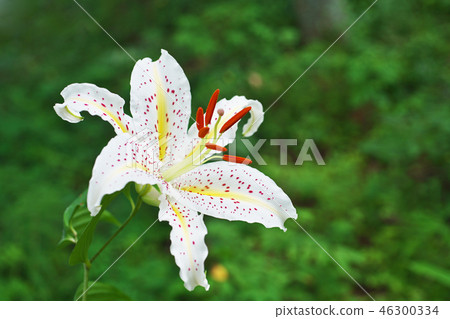 White lily flower White lily flower 46300334