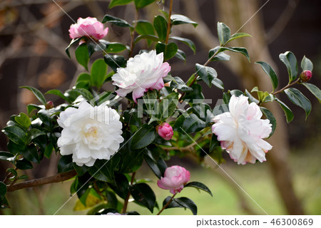 White and pink flowers 46300869