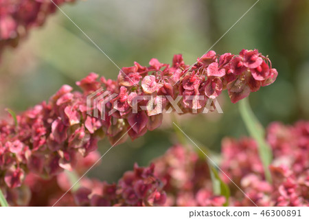 Water dock Water dock 46300891