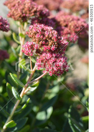 Dragons Blood Stonecrop 46300915