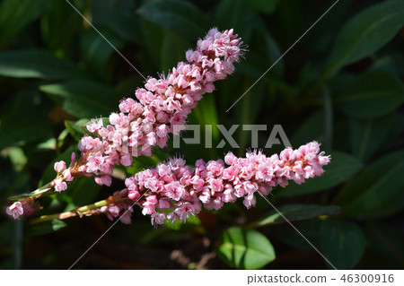 Himalayan bistort Himalayan bistort 46300916