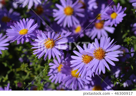 Aster Professor Kippenberg Aster Professor Kippenberg 46300917
