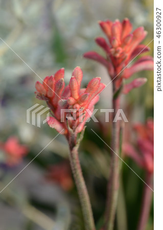 Kangaroo paw Beauty Red Kangaroo paw Beauty Red 46300927