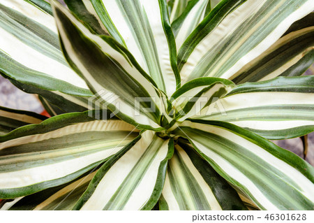 Beautiful background with wonderful leaves of vase 46301628