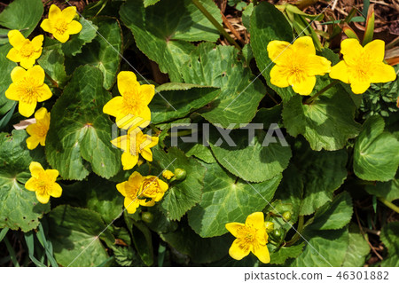 A wonderful yellow flower is a puddle that grows  46301882