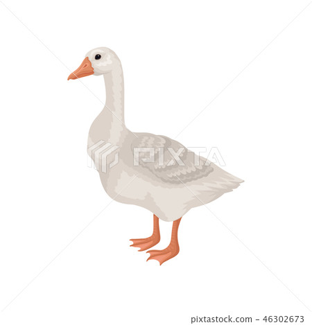 Flat vector icon of goose, side view. Large farm bird with long neck, orange beak and legs. Rural 46302673