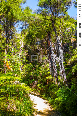Track in Abel Tasman National Park, New Zealand Track in Abel Tasman National Park, New Zealand 46303111