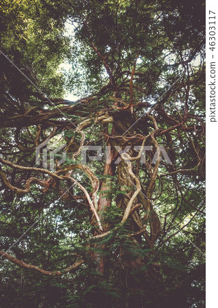 Fantasy tree in Nikko botanical garden, Japan Fantasy tree in Nikko botanical garden, Japan 46303117