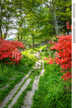 Forest path around Chuzenji lake, Nikko, Japan 46303118