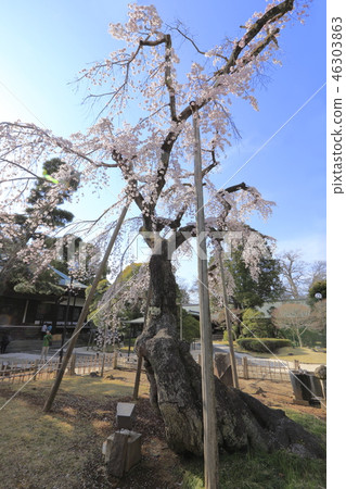 Cherry blossoms of Toso-ji Temple (Matsudo City, Chiba Prefecture) 46303863
