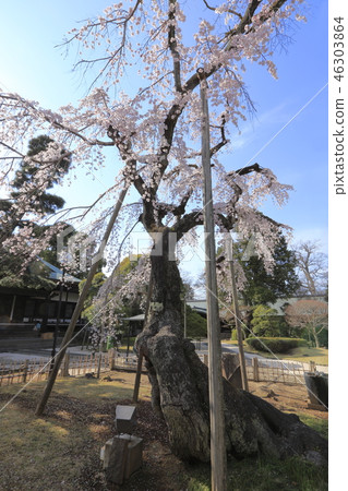 Cherry blossoms of Toso-ji Temple (Matsudo City, Chiba Prefecture) 46303864