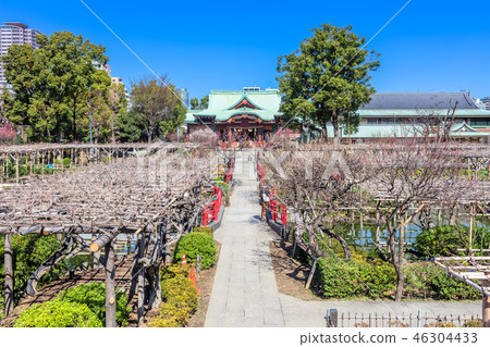 Tokyo Kameido Tenjin in early spring 46304433