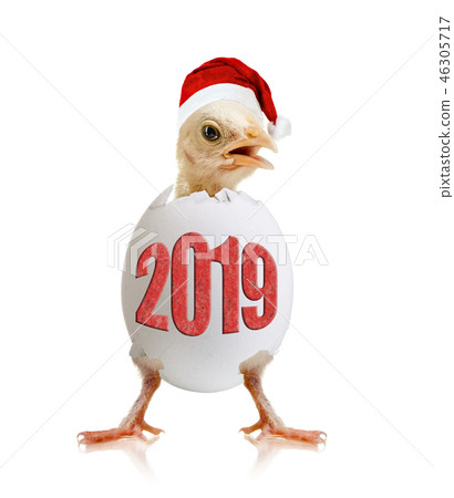 little chick 2019 little chick 2019 46305717