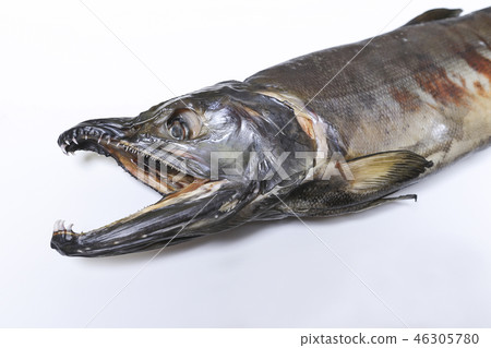 新春鮭魚 46305780