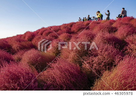 Kochia Autumn leaves Tourists 46305978