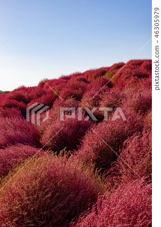 Kochia Autumn leaves 46305979