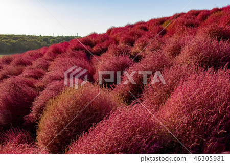 Kochia Autumn leaves 46305981