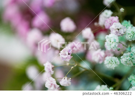 大吉義武的鵝卵石。一個爬行的類型的一朵美麗的花。 46306222