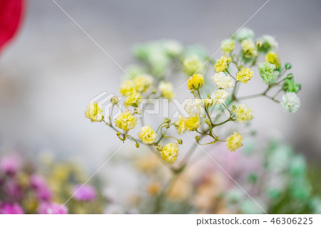 大吉義武的鵝卵石。一個爬行的類型的一朵美麗的花。 46306225