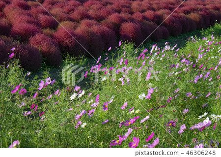 Kokia Cosmos National Government Hitachi Beach Park Kokia Cosmos National Government Hitachi Beach Park 46306248