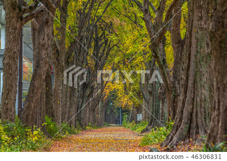 Aichi Prefecture Nagoya City Outer Hori-dori Toukae tree-lined autumn leaves 46306831