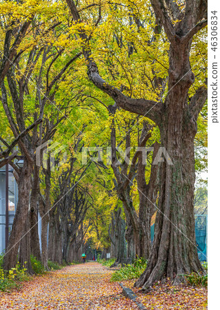 Aichi Prefecture Nagoya City Outer Hori-dori Toukae tree-lined autumn leaves Aichi Prefecture Nagoya City Outer Hori-dori Toukae tree-lined autumn leaves 46306834