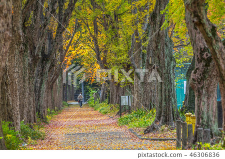 Aichi Prefecture Nagoya City Outer Hori-dori Toukae tree-lined autumn leaves 46306836