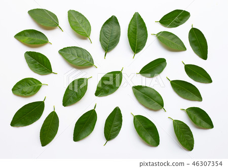 Green lime leaves on white background. 46307354