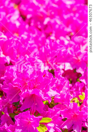 Azalea in full bloom 46307673
