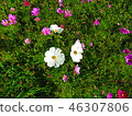 Cosmos 46307806