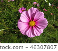 Cosmos 46307807
