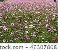 Cosmos 46307808
