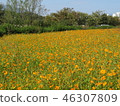 Cosmos 46307809