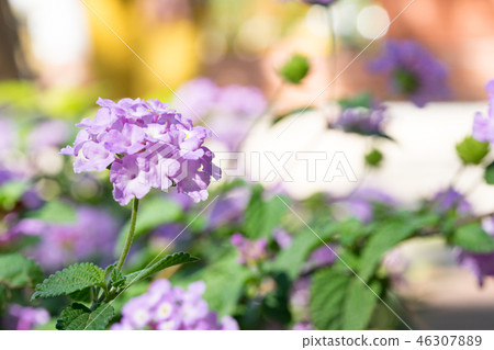 Purple flower head. Flower garden, flower stamen, flower calya, bamboo bract. Purple flower head. Flower garden, flower stamen, flower calya, bamboo bract. 46307889