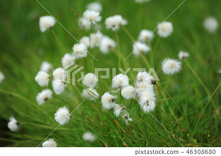 白毛羊鬍子草 46308680