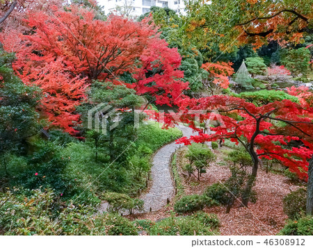 Beautiful maple leaves in the autumn in Japan 46308912