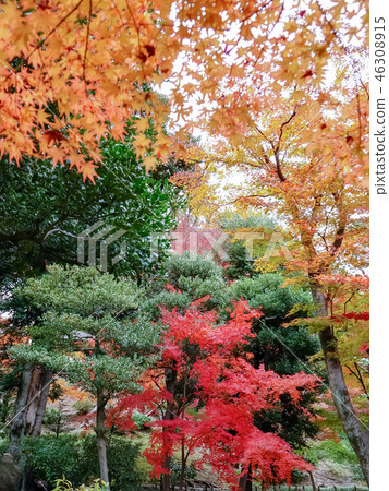 Beautiful maple leaves in the autumn in Japan 46308915