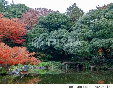 Beautiful maple leaves in the autumn in Japan 46308918