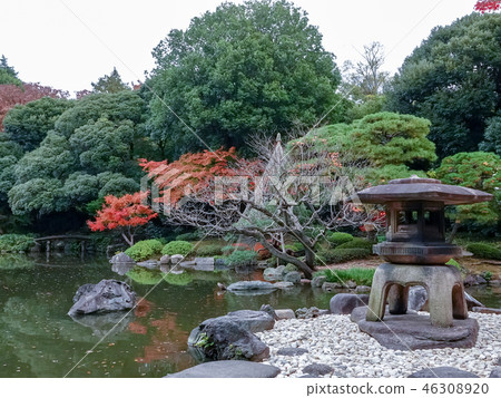 Beautiful maple leaves in the autumn in Japan 46308920