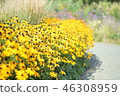 Yellow flower garden 46308959