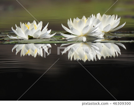 Water lily wheel Water lily wheel 46309300