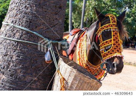 horse wear beautiful knitted fabric horse wear beautiful knitted fabric 46309643