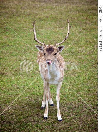 Fallow Fawn Licked Oneself Fallow Fawn Licked Oneself 46310643