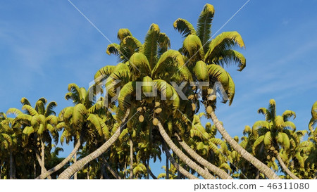 Palms on the tropical beach 3d rendering Palms on the tropical beach 3d rendering 46311080