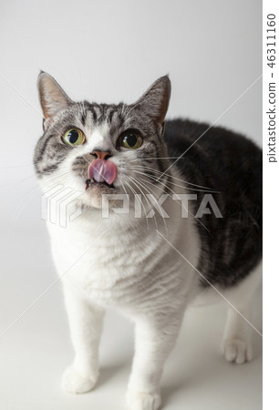 蒙奇金 蒙奇金 46311160