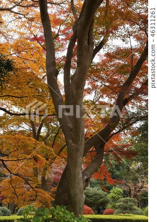 秋葉在某個公園 46311261
