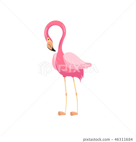 Elegant pink flamingo, exotic bird vector Illustration 46311684