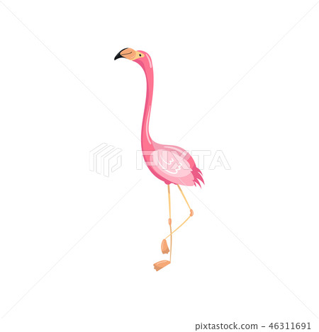 Pink flamingo, exotic tropical bird vector Illustration 46311691