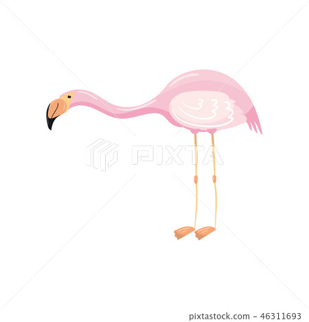 Elegant pink flamingo, exotic tropical bird vector Illustration Elegant pink flamingo, exotic tropical bird vector Illustration 46311693